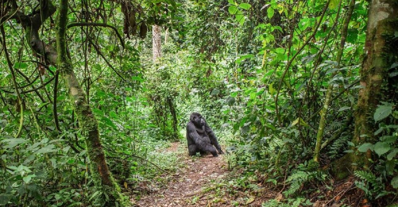 BWINDI IMPENETRABLE NATIONAL PARK