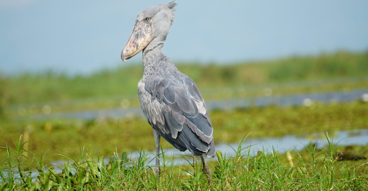 SEMULIKI NATIONAL PARK A BIRD WATCHERS PARADISE AND WILDLIFE HAVEN