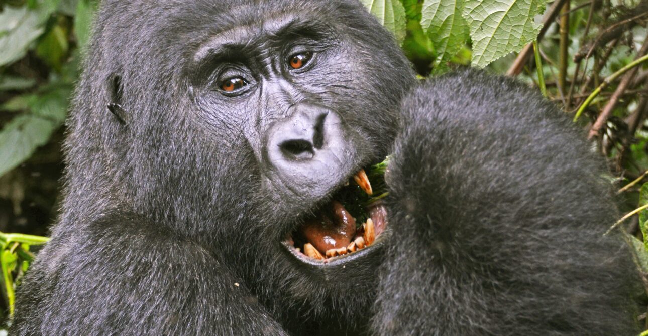 3 DAYS PRIMATE ADVENTURE MGAHINGA NATIONAL PARK