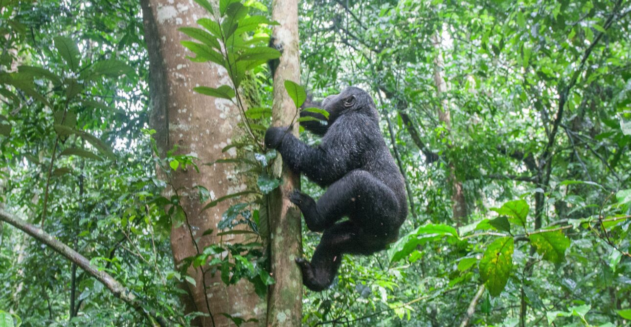Why Uganda is the Best Place for Gorilla Trekking
