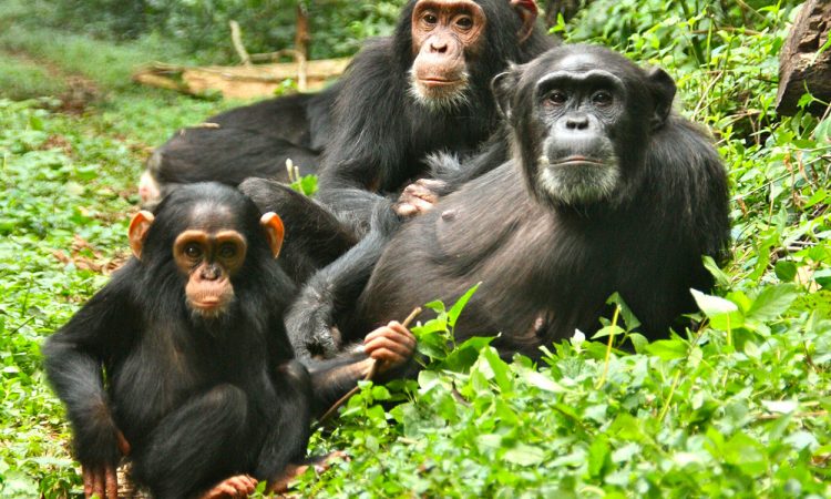 THE LIFE OF CHIMPANZEES IN KIBALE NATIONAL PARK