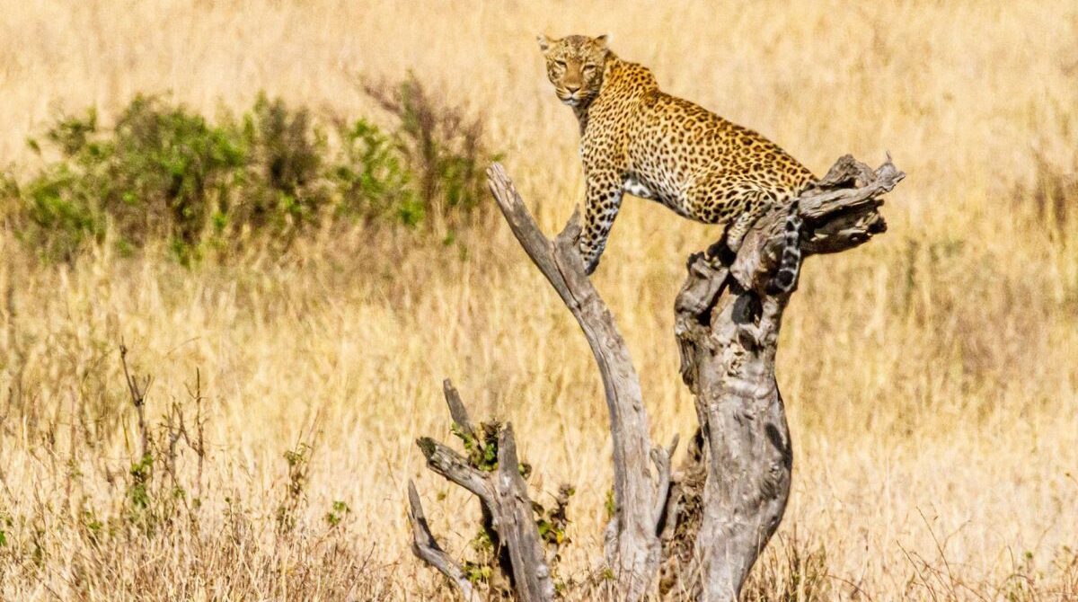 4 DAYS KIDEPO NP SAFARI VIA ZIWA RHINO SANCTUARY SAFARI