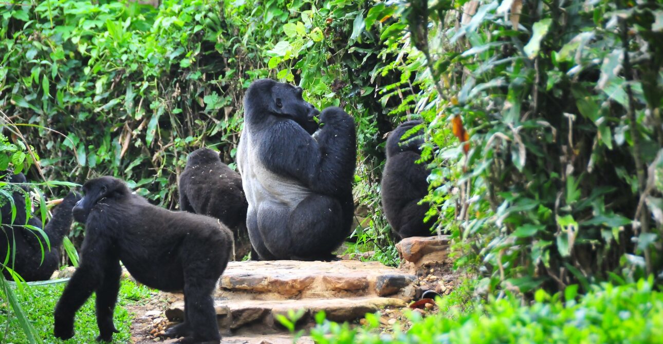 6 DAYS EXPLORING BWINDI, MGAHINGA, AND LAKE BUNYONYI