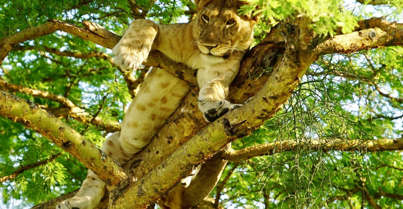 UGANDA’S BIG FIVE SAFARI