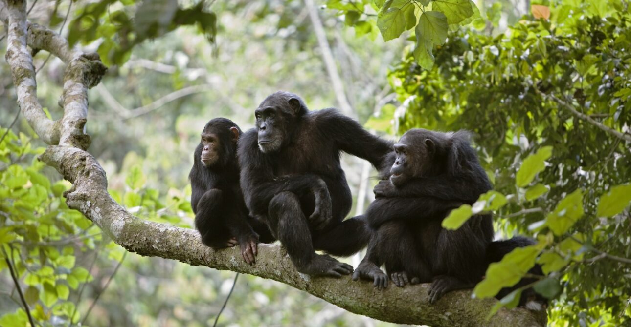 Top Activities in Kibale National Park: A Must-Visit Destination in Uganda