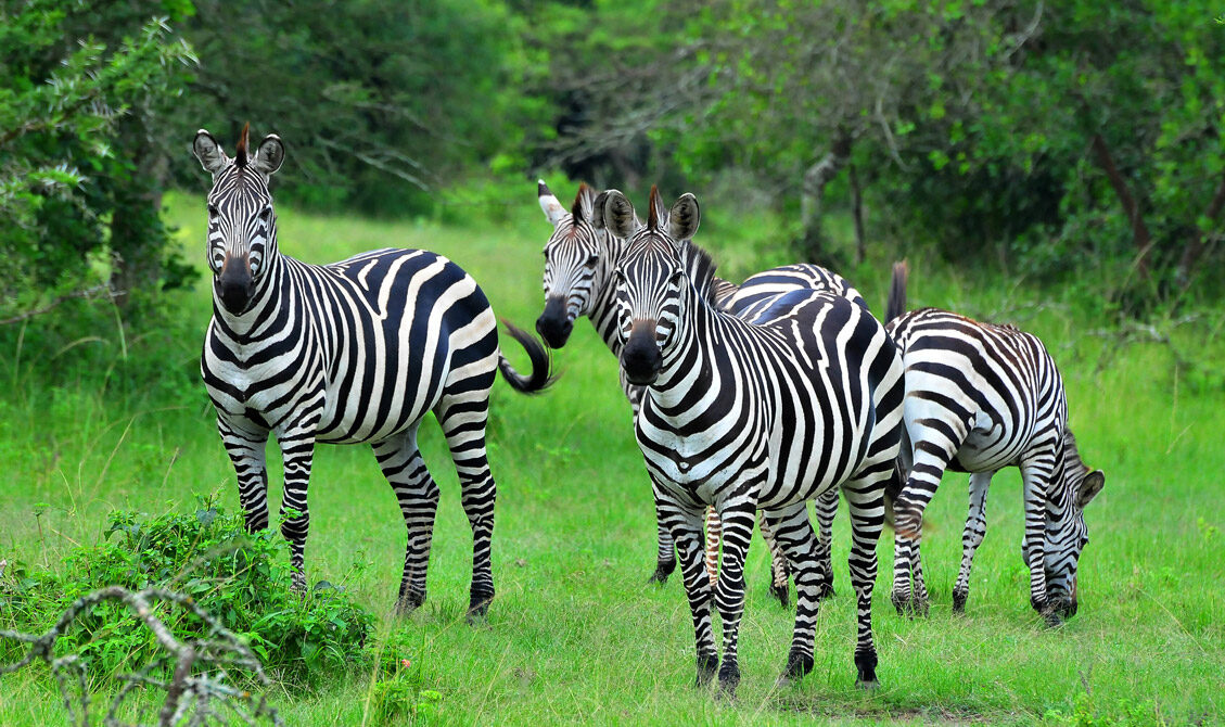 5 DAYS QUEEN ELIZABETH NATIONAL PARK AND LAKE MBURO SAFARI