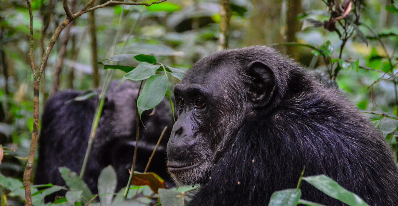 4 Day Primates to Predators: Kibale & Queen Elizabeth Safari