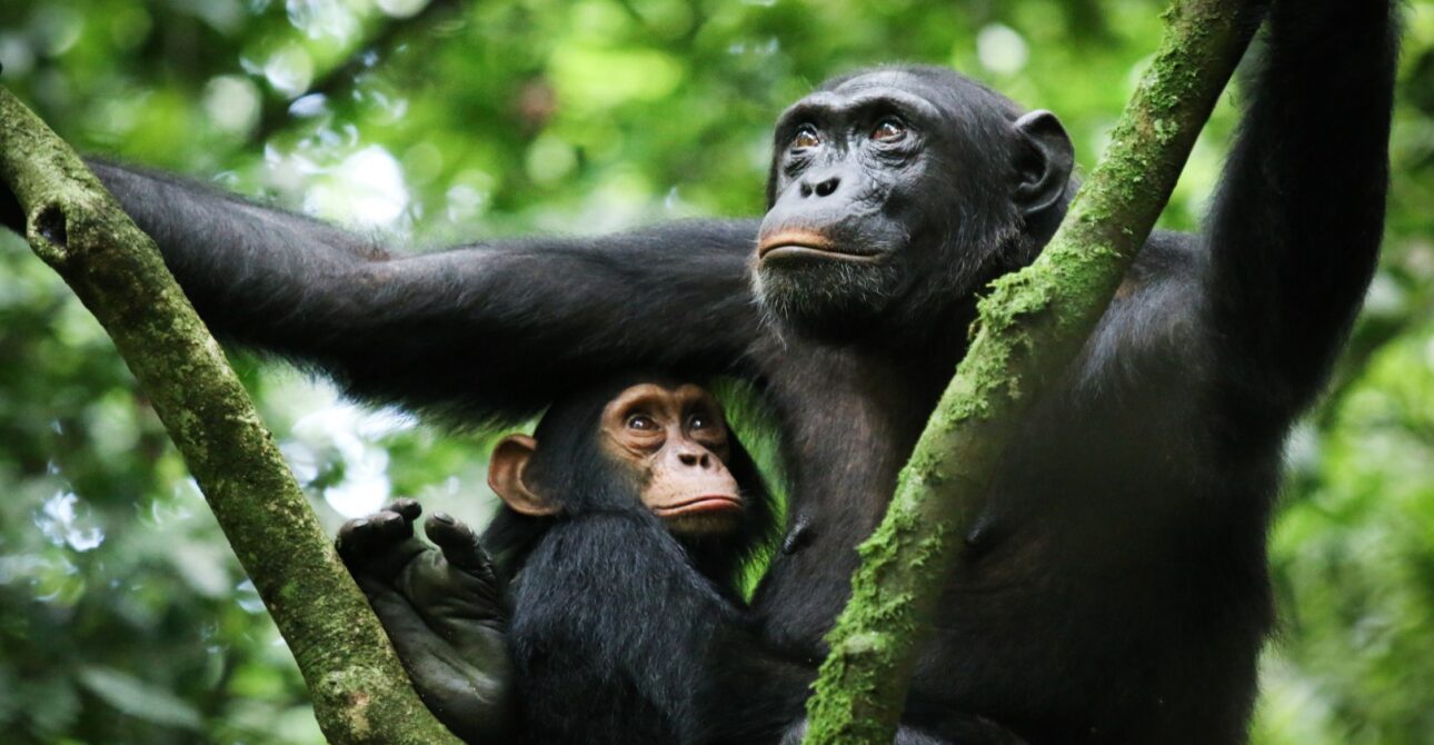 3 Days Wild Trails of Kibale NP & Semuliki NP – Nature & Discovery