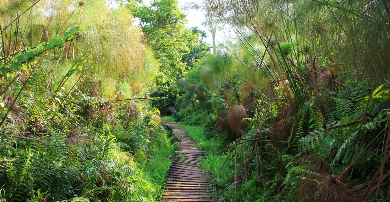 3 DAY CHIMPANZEE TRAILS & BIGODI TALES KIBALE NP