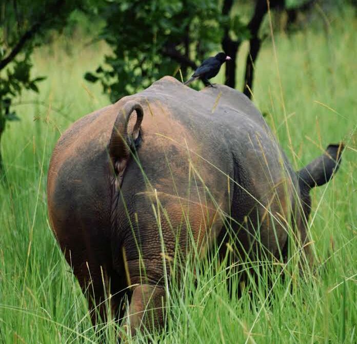 THE DIFFERENCES BETWEEN A BLACK AND WHITE RHINO