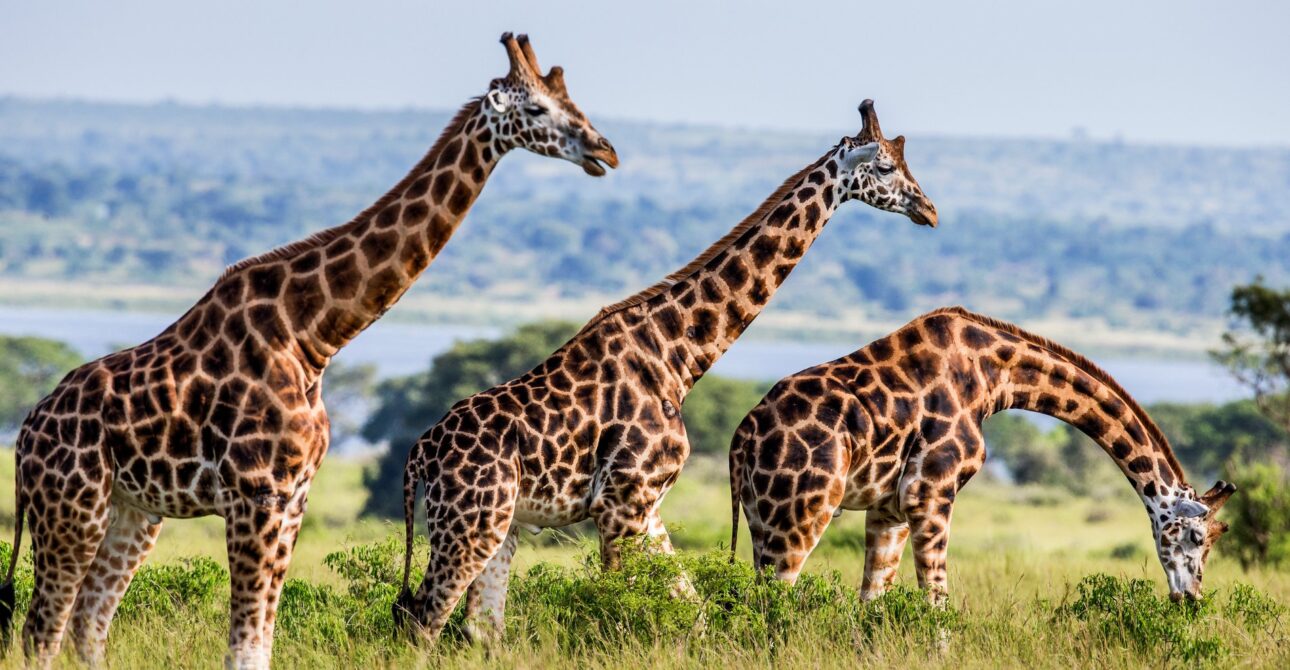 7 DAYS MID – RANGE BWINDI IMPENETRABLE NP, LAKE BUNYONYI, MURCHISON FALLS NP, QUEEN ELIZABETH SAFARI