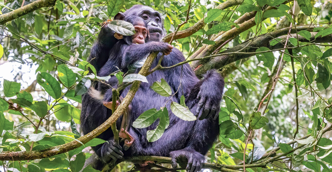 2 Days Chimpanzee Encounters: Kibale Primate Safari