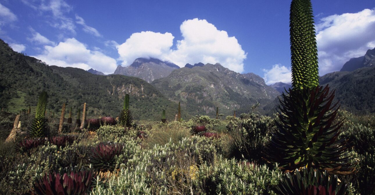3 Day Trails of the Wild: Kibale Chimps & Rwenzori Hike