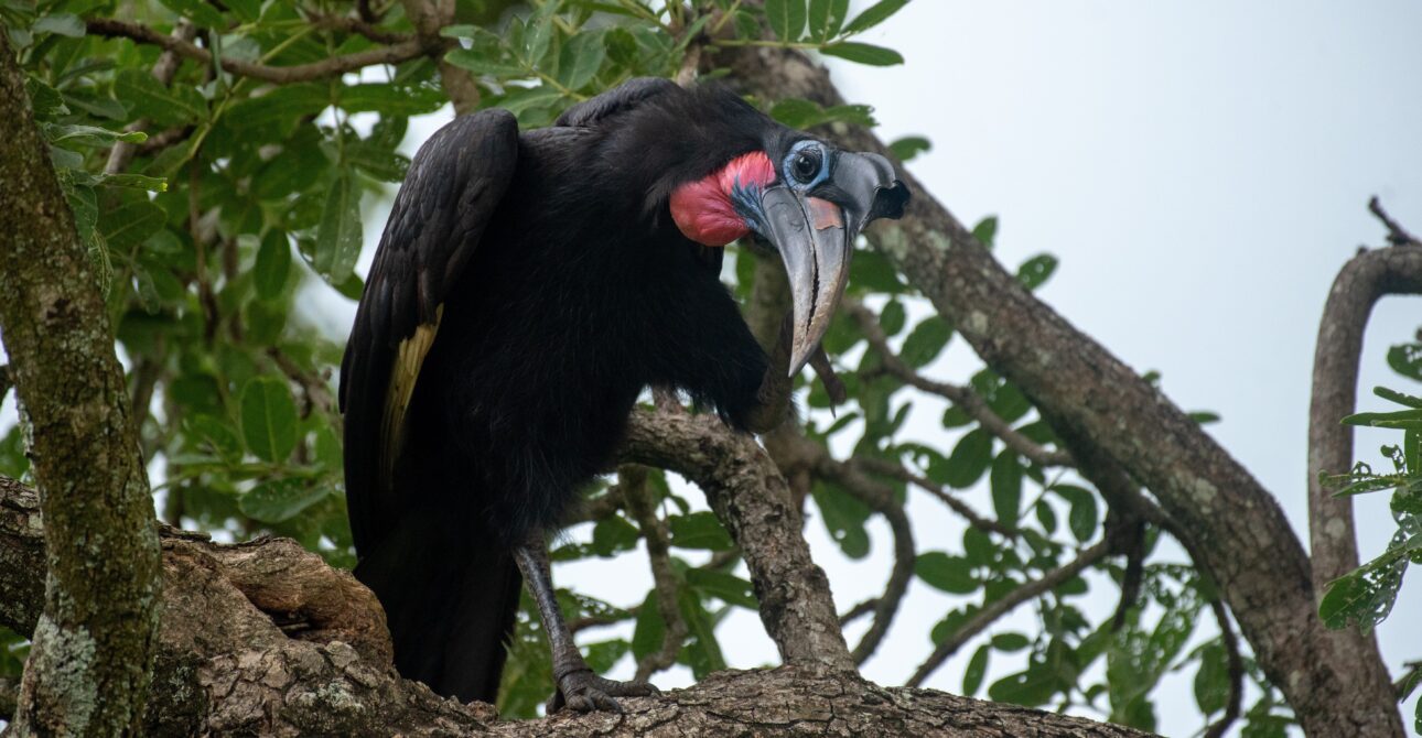 4 DAY SIPI FALLS, MABIRA FOREST, MBALE & KIDEPO VALLEY NATIONAL PARK