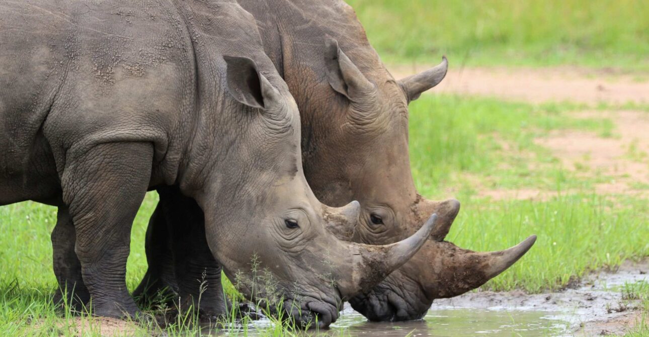 5 Days Ultimate Uganda: Big Game & Chimps Safari Experience