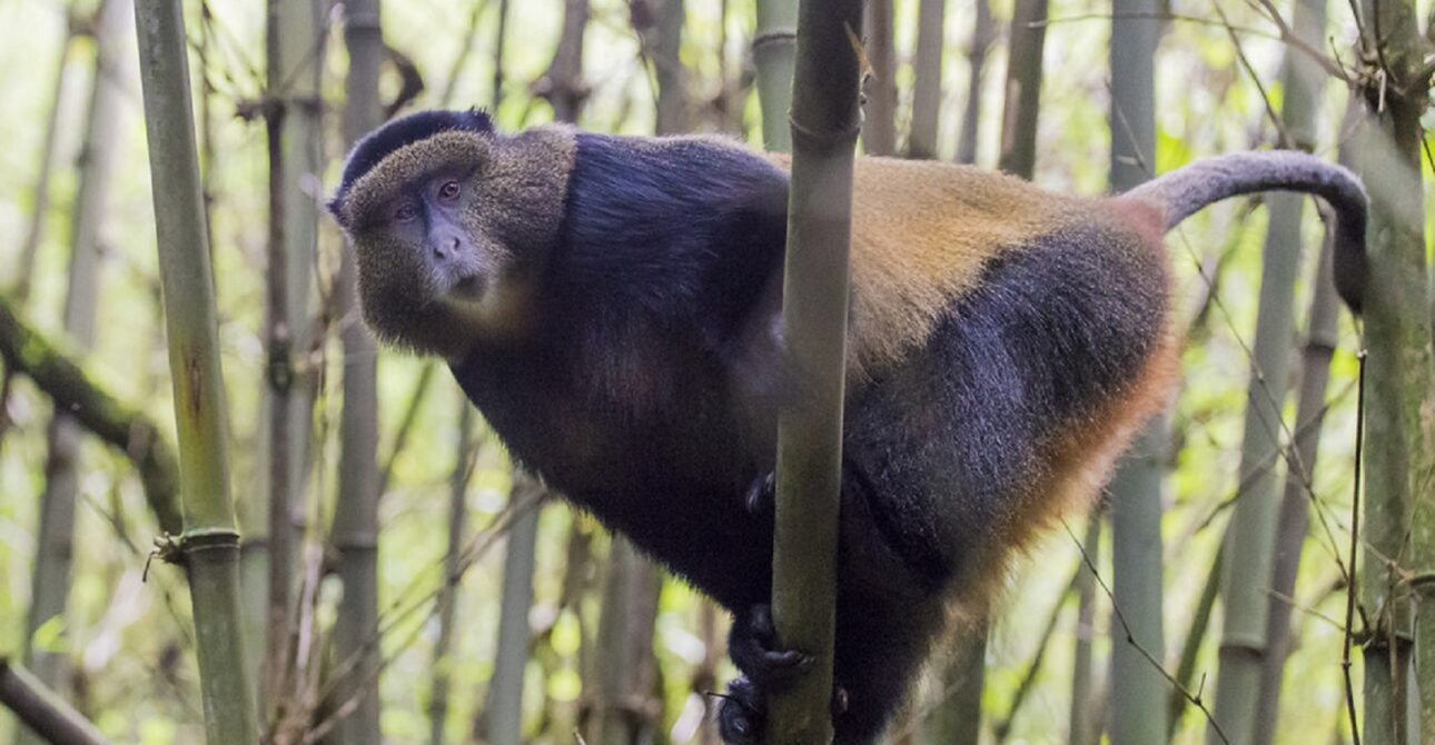 3 DAY MGAHINGA GOLDEN MONKEY AND BATWA