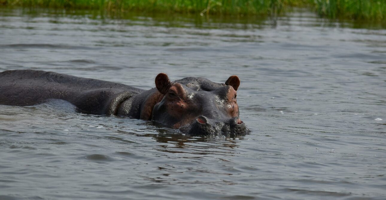 2 DAYS MURCHISON FALLS SAFARI VIA ZIWA RHINO TRACKING