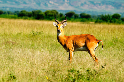 3 Day Midrange Murchison Safari with Chimp & Rhino Tracking