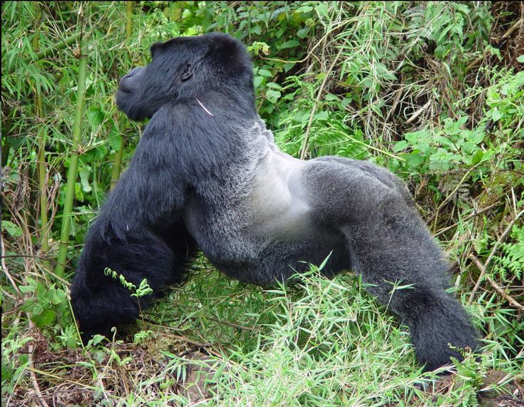 SILVERBACK GORILLAS
