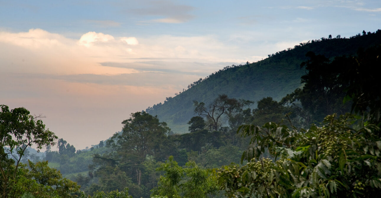 3 DAY GORILLA TREKKING BWINDI FOREST & LAKE BUNYONYI