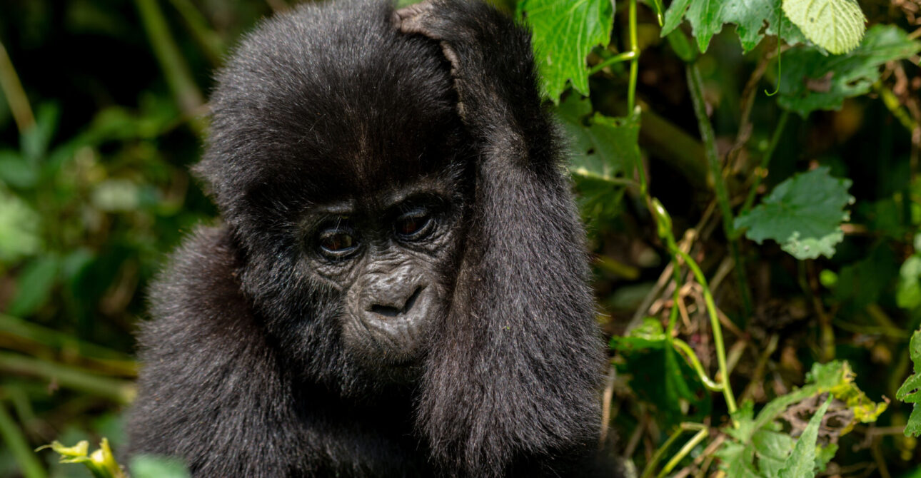 2-Day Midrange Bwindi Gorilla Safari & Batwa Cultural Experience