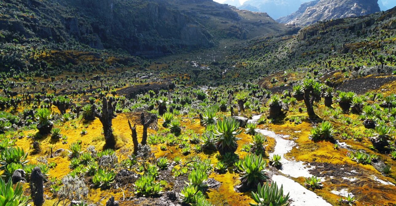 3 DAYS MOUNT RWENZORI NATIONAL PARK