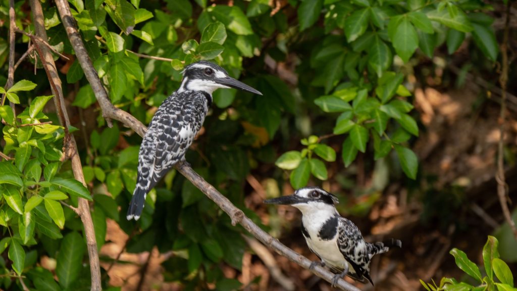 Bird Watching Excursion in Queen Elizabeth National Park