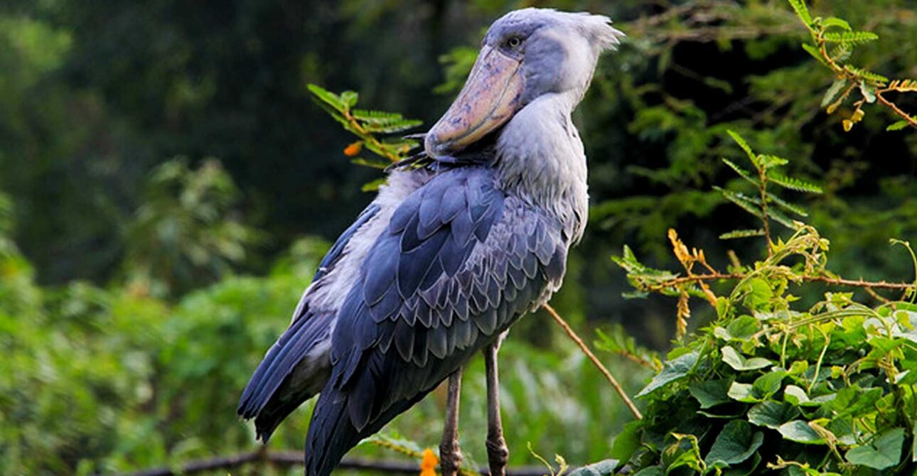 1 Day Shoebill Trekking Safari in Mabamba Swamp – Uganda Birding Tour