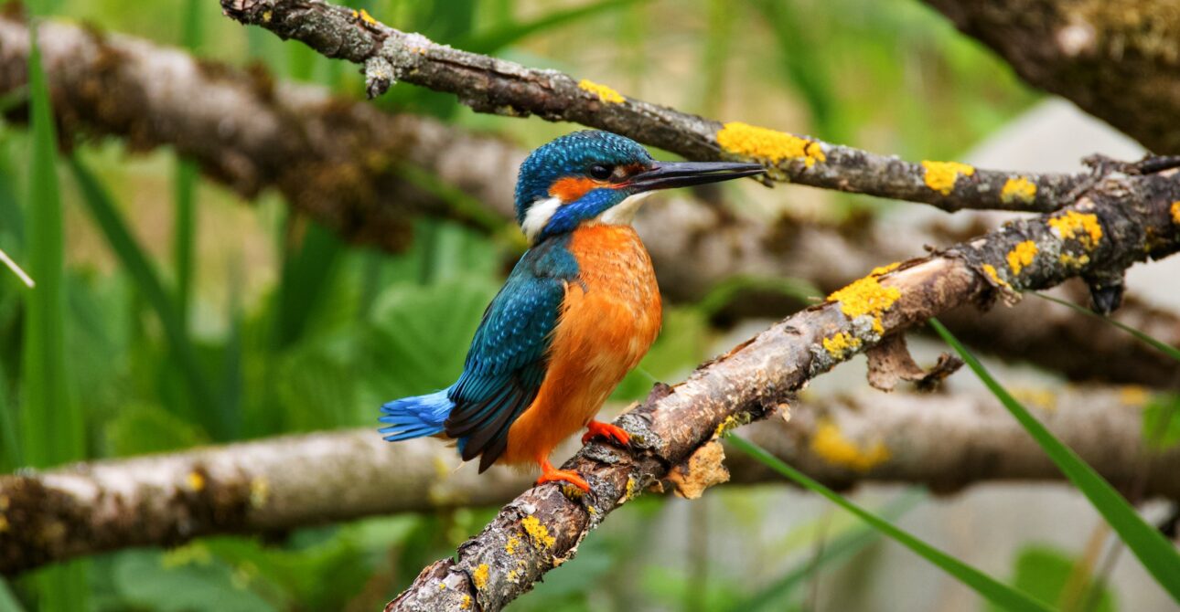 2 Day birding safari in Lake Mburo and Kibale National Park