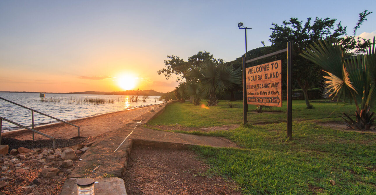 1 day Chimpanzee Safari on Ngamba Island