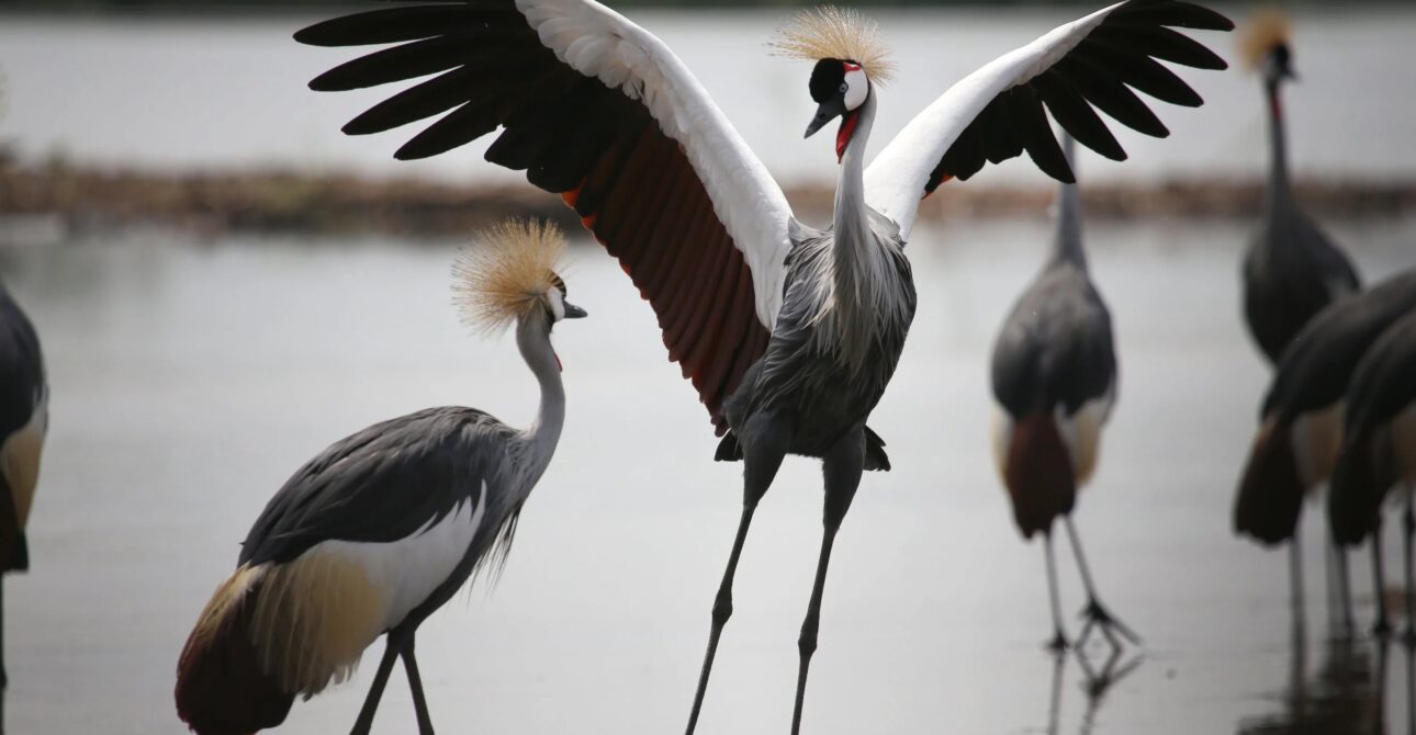 3 Days Uganda Birding Safari: Shoebill, Budongo Forest & Murchison Falls