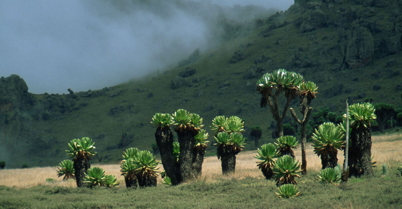 5-DAY MOUNT ELGON TREKKING BUSHIYI TRAIL
